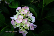 - Hydrangea macrophylla 'Dancing Angel' Sweet Fantasy™ Variegated Bloom Hydrangea - Mr Maple │ Buy Japanese Maple Trees