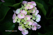 - Hydrangea macrophylla 'Dancing Angel' Sweet Fantasy™ Variegated Bloom Hydrangea - Mr Maple │ Buy Japanese Maple Trees