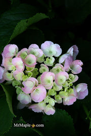 - Hydrangea macrophylla 'Dancing Angel' Sweet Fantasy™ Variegated Bloom Hydrangea - Mr Maple │ Buy Japanese Maple Trees