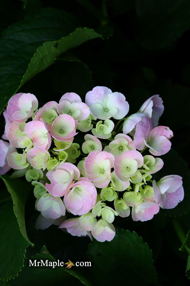 - Hydrangea macrophylla 'Dancing Angel' Sweet Fantasy™ Variegated Bloom Hydrangea - Mr Maple │ Buy Japanese Maple Trees