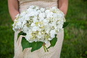 - Hydrangea macrophylla ‘Dancing Snow’ Wedding Gown™ Hydrangea - Mr Maple │ Buy Japanese Maple Trees