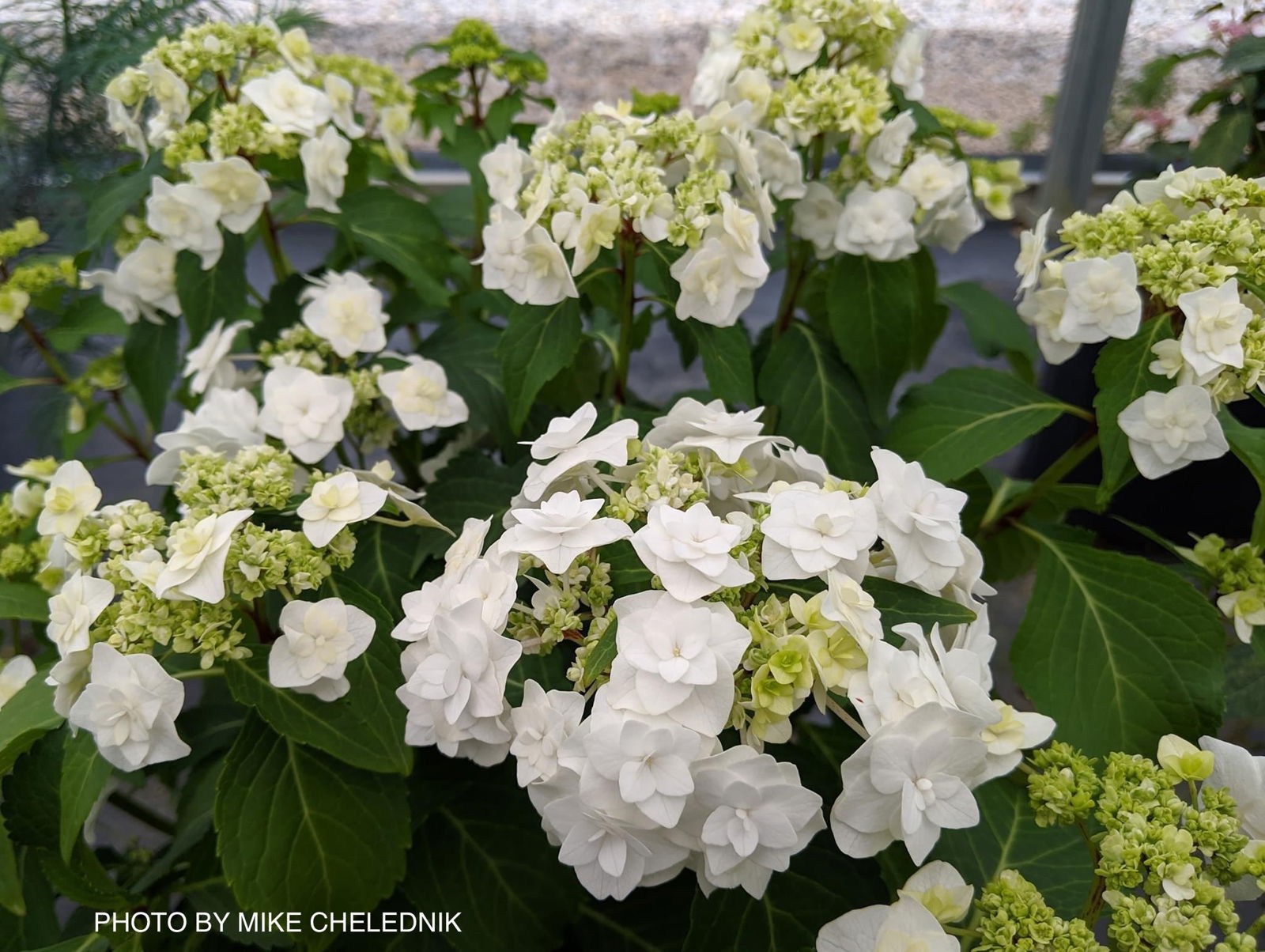 Hydrangea macrophylla 'Dancing Snow' Wedding Gown™ Hydrangea — Mr