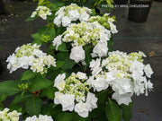 - Hydrangea macrophylla ‘Dancing Snow’ Wedding Gown™ Hydrangea - Mr Maple │ Buy Japanese Maple Trees