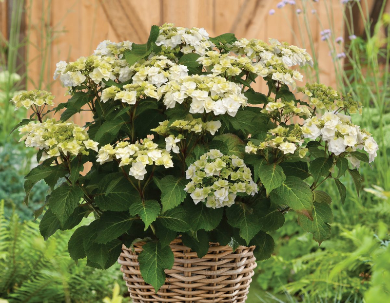 - Hydrangea macrophylla ‘Dancing Snow’ Wedding Gown™ Hydrangea - Mr Maple │ Buy Japanese Maple Trees