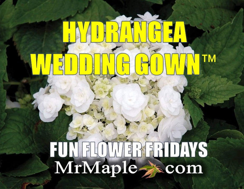 - Hydrangea macrophylla ‘Dancing Snow’ Wedding Gown™ Hydrangea - Mr Maple │ Buy Japanese Maple Trees