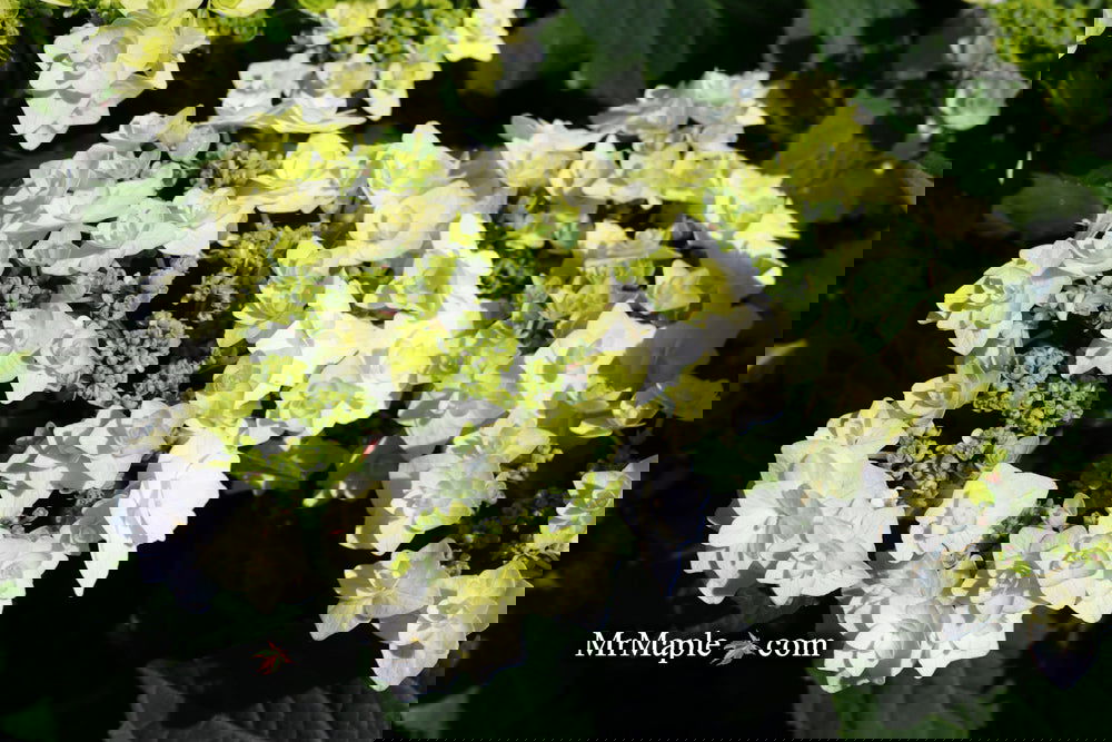 Hydrangea macrophylla 'Dancing Snow' Wedding Gown™ Hydrangea — Mr