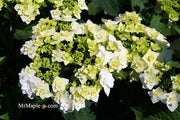 - Hydrangea macrophylla ‘Dancing Snow’ Wedding Gown™ Hydrangea - Mr Maple │ Buy Japanese Maple Trees