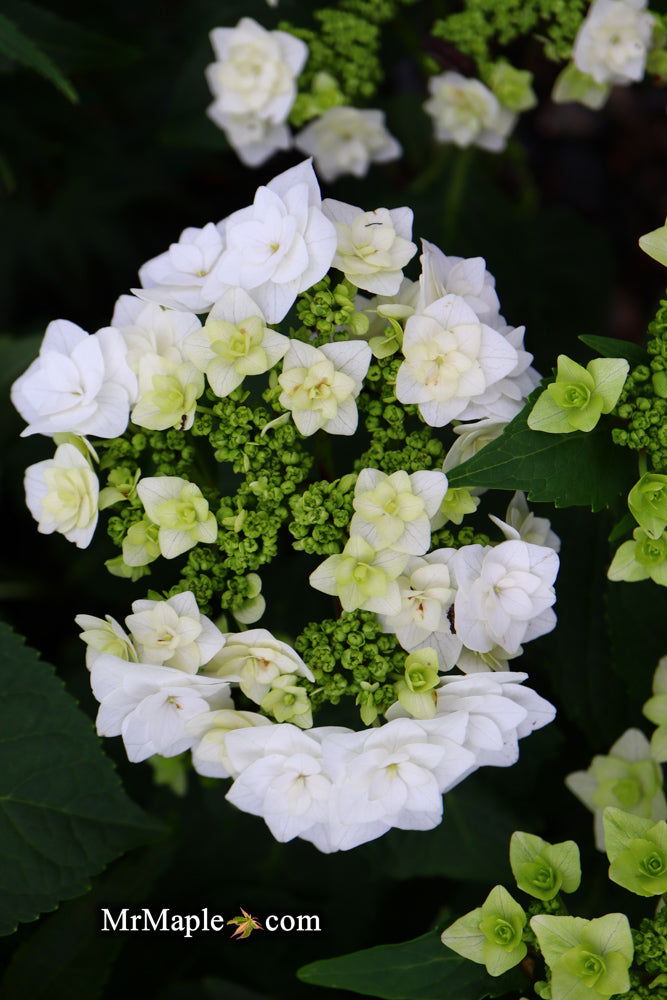 - Hydrangea macrophylla ‘Dancing Snow’ Wedding Gown™ Hydrangea - Mr Maple │ Buy Japanese Maple Trees