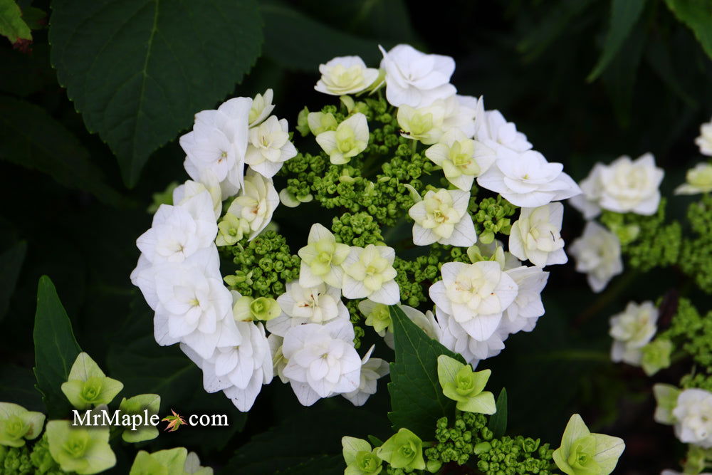 Hydrangea macrophylla 'Dancing Snow' Wedding Gown™ Hydrangea — Mr