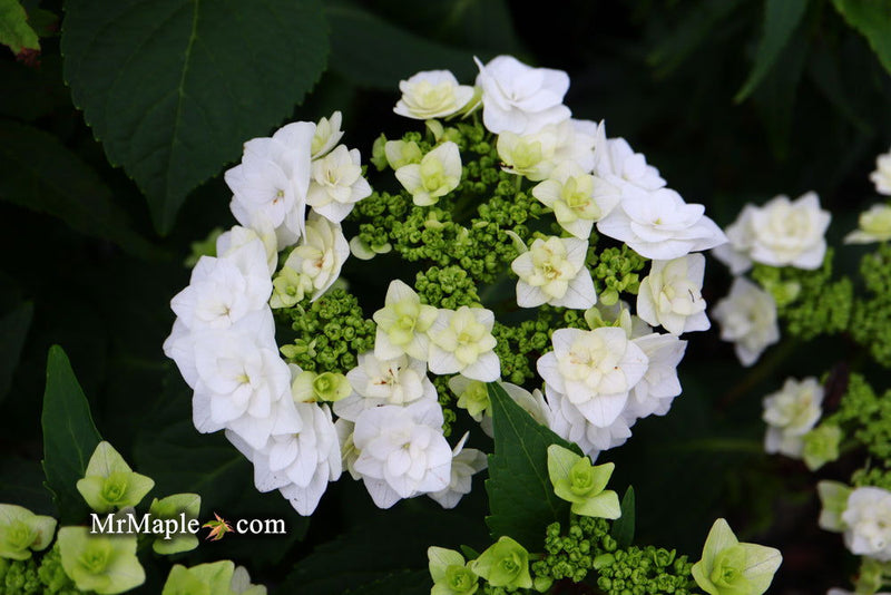 - Hydrangea macrophylla ‘Dancing Snow’ Wedding Gown™ Hydrangea - Mr Maple │ Buy Japanese Maple Trees
