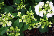 - Hydrangea macrophylla ‘Dancing Snow’ Wedding Gown™ Hydrangea - Mr Maple │ Buy Japanese Maple Trees