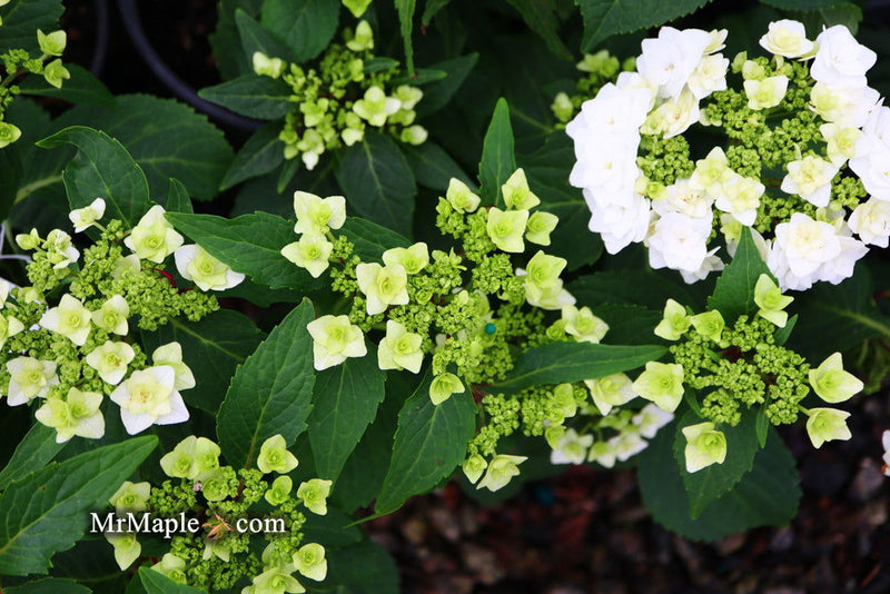 - Hydrangea macrophylla ‘Dancing Snow’ Wedding Gown™ Hydrangea - Mr Maple │ Buy Japanese Maple Trees