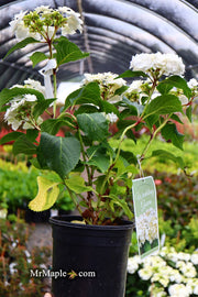 - Hydrangea macrophylla ‘Dancing Snow’ Wedding Gown™ Hydrangea - Mr Maple │ Buy Japanese Maple Trees