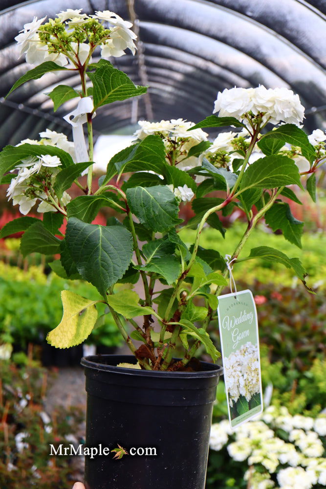 - Hydrangea macrophylla ‘Dancing Snow’ Wedding Gown™ Hydrangea - Mr Maple │ Buy Japanese Maple Trees