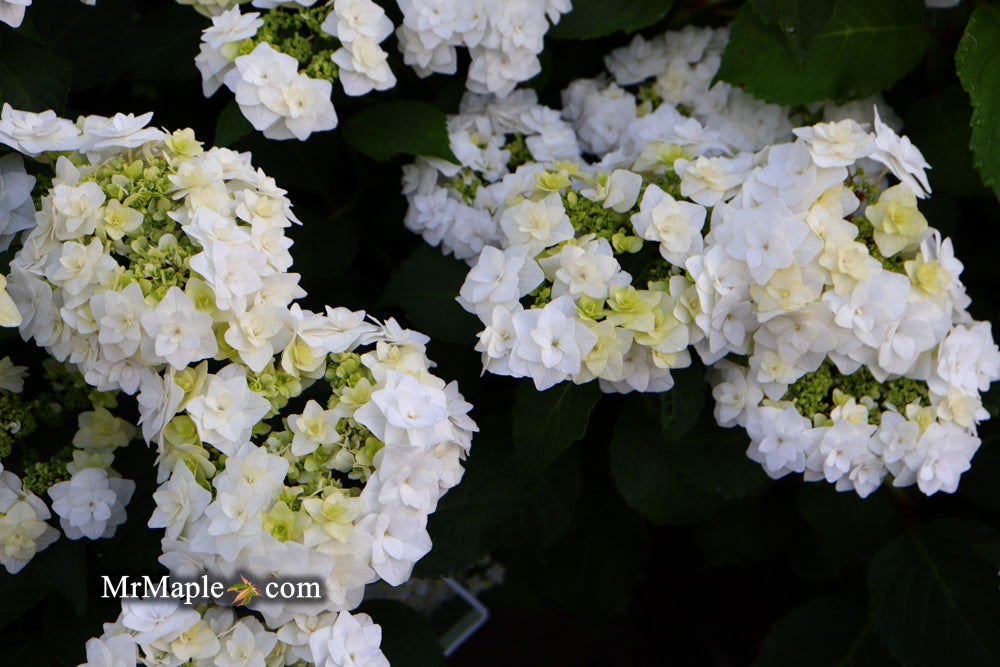 Hydrangea macrophylla 'Dancing Snow' Wedding Gown™ Hydrangea — Mr