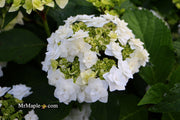 - Hydrangea macrophylla ‘Dancing Snow’ Wedding Gown™ Hydrangea - Mr Maple │ Buy Japanese Maple Trees