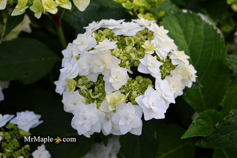 - Hydrangea macrophylla ‘Dancing Snow’ Wedding Gown™ Hydrangea - Mr Maple │ Buy Japanese Maple Trees