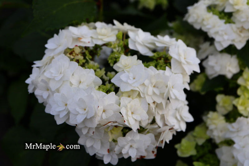 - Hydrangea macrophylla ‘Dancing Snow’ Wedding Gown™ Hydrangea - Mr Maple │ Buy Japanese Maple Trees