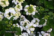 - Hydrangea macrophylla ‘Dancing Snow’ Wedding Gown™ Hydrangea - Mr Maple │ Buy Japanese Maple Trees