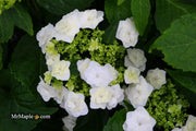 - Hydrangea macrophylla ‘Dancing Snow’ Wedding Gown™ Hydrangea - Mr Maple │ Buy Japanese Maple Trees