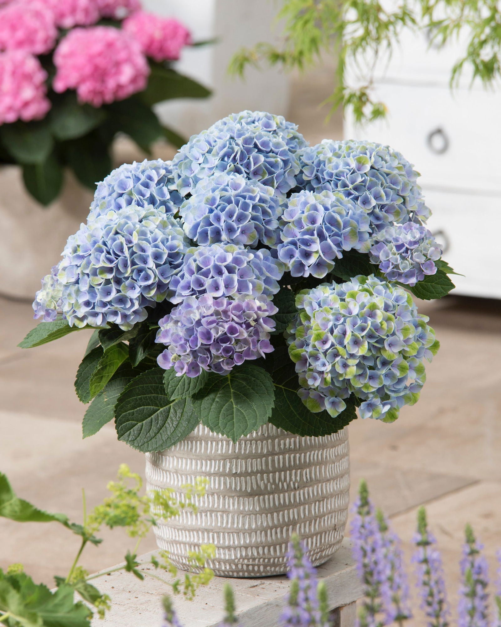 Buy Hydrangea macrophylla 'Elizabeth Ashley' Hydrangea Floral