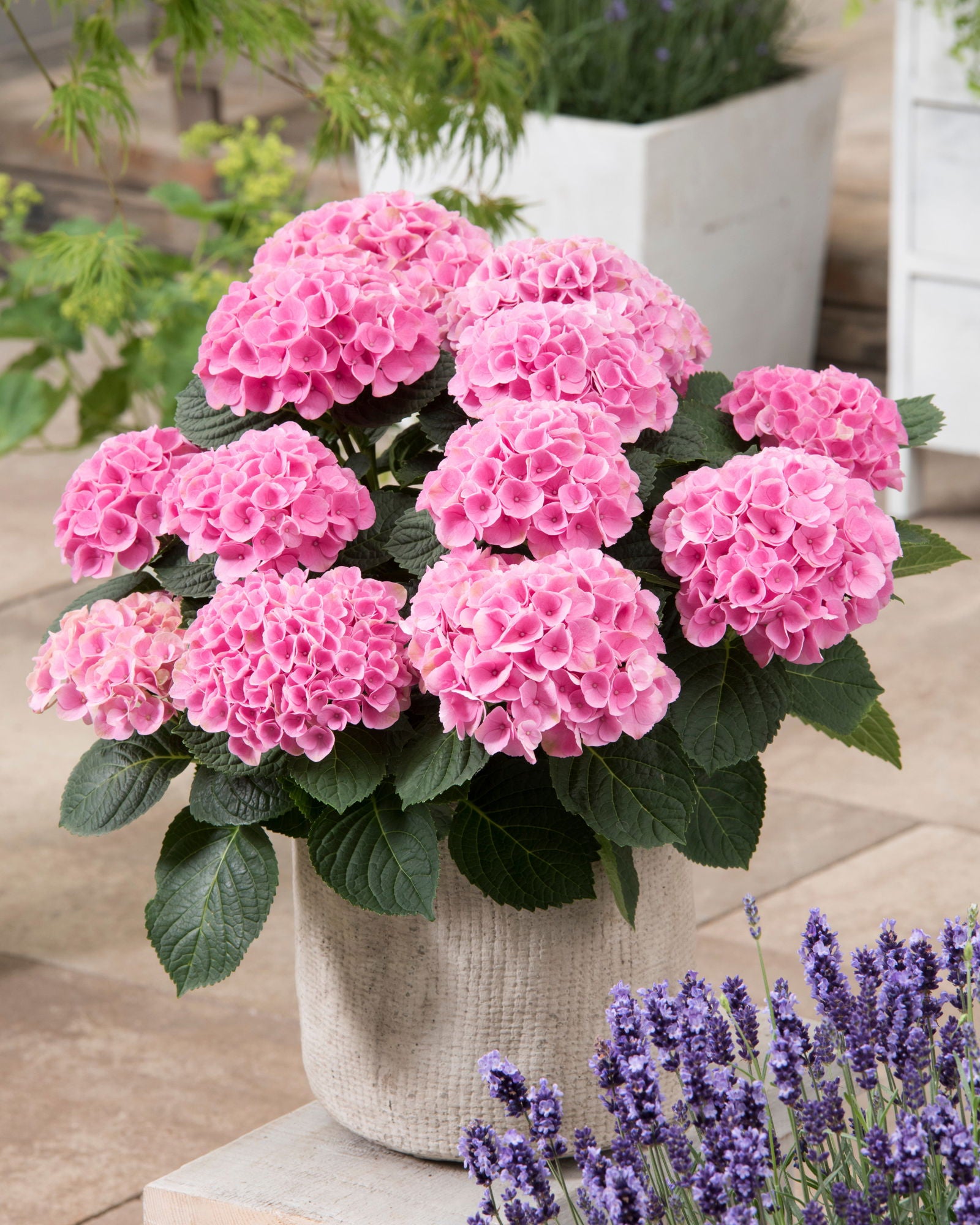 Buy Hydrangea macrophylla 'Elizabeth Ashley' Hydrangea Floral