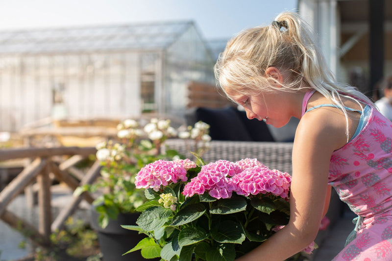 - Hydrangea macrophylla ‘Elizabeth Ashley’ Floral Bloom Hydrangea - Mr Maple │ Buy Japanese Maple Trees