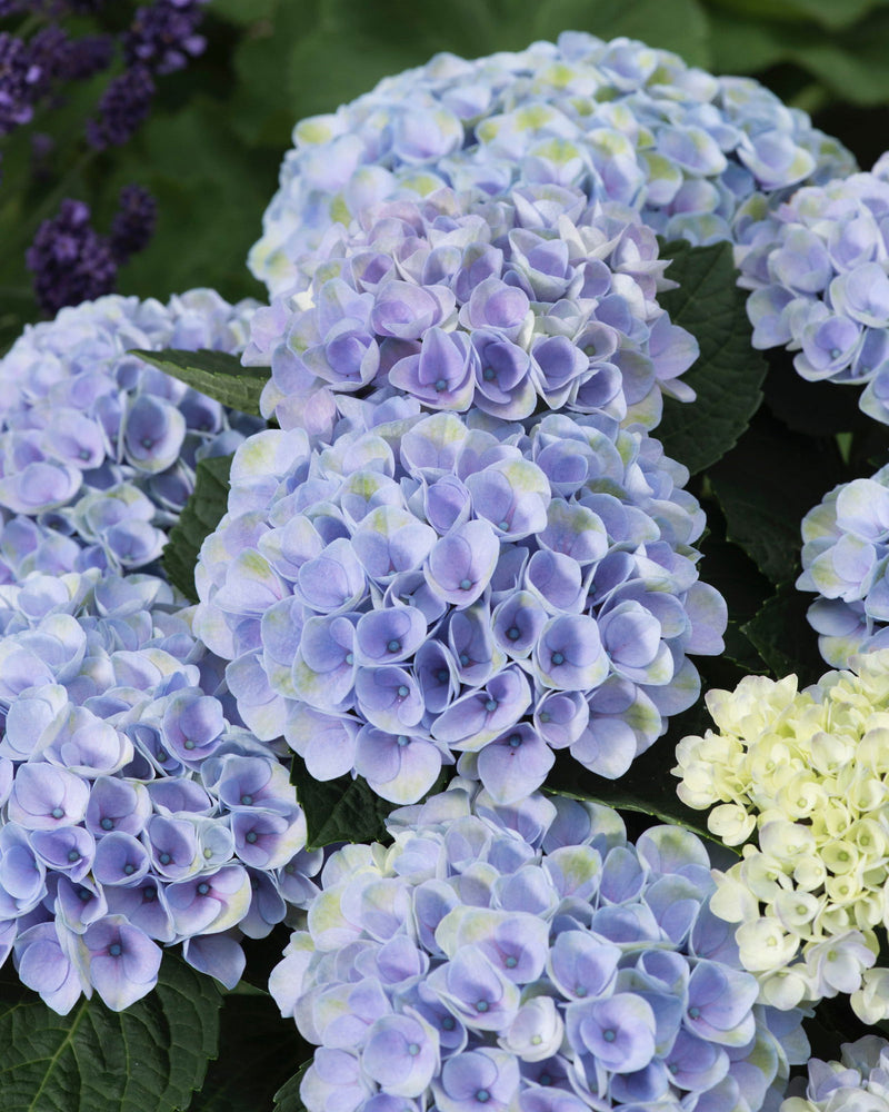 - Hydrangea macrophylla ‘Elizabeth Ashley’ Floral Bloom Hydrangea - Mr Maple │ Buy Japanese Maple Trees