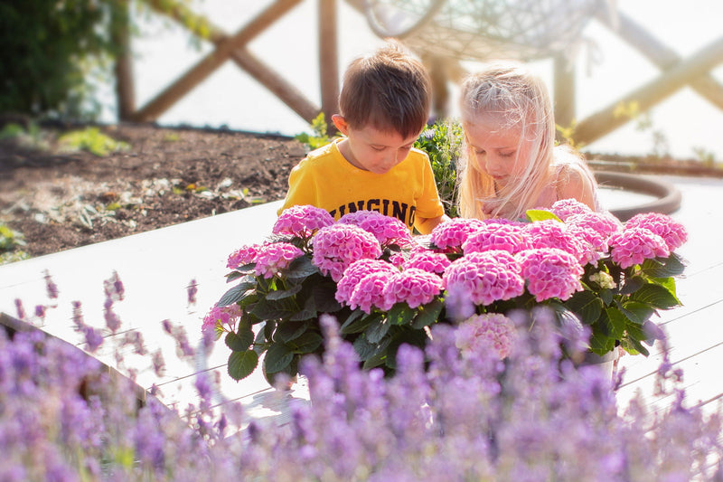- Hydrangea macrophylla ‘Elizabeth Ashley’ Floral Bloom Hydrangea - Mr Maple │ Buy Japanese Maple Trees