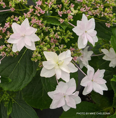 - Hydrangea macrophylla 'Fuji Waterfall’ Hydrangea - Mr Maple │ Buy Japanese Maple Trees