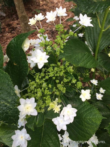- Hydrangea macrophylla 'Fuji Waterfall’ Hydrangea - Mr Maple │ Buy Japanese Maple Trees