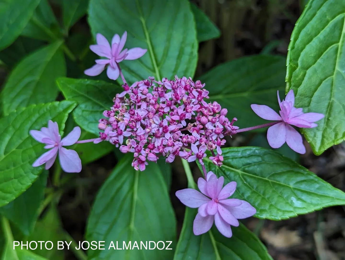 Buy Hydrangea macrophylla 'Izu-no-hana' Hydrangea Mulitcolor Bloom  Hydrangea — Mr Maple │ Buy Japanese Maple Trees
