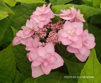 - Hydrangea macrophylla 'Jojasaki' Hydrangea - Mr Maple │ Buy Japanese Maple Trees
