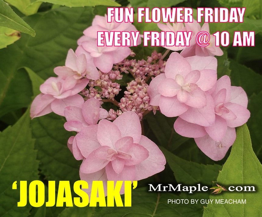 Buy Hydrangea macrophylla 'Jojasaki' Lacecap Bloom Hydrangea — Mr