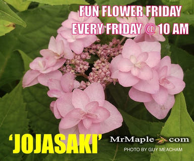 - Hydrangea macrophylla 'Jojasaki' Hydrangea - Mr Maple │ Buy Japanese Maple Trees