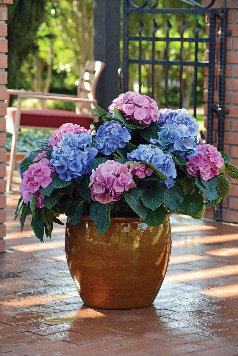 - Hydrangea macrophylla 'L.A. Dreamin’ Hydrangea - Mr Maple │ Buy Japanese Maple Trees