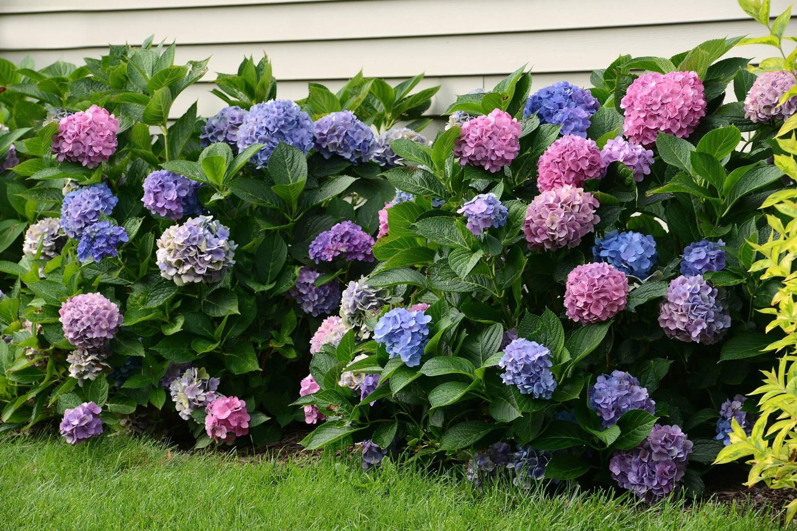Maple Hydrangea Buy Hydrangea macrophylla 'Lindsey Ann' L.A. Dreamin® Hydrangea ...