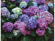 - Hydrangea macrophylla 'L.A. Dreamin’ Hydrangea - Mr Maple │ Buy Japanese Maple Trees