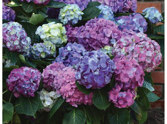 - Hydrangea macrophylla 'L.A. Dreamin’ Hydrangea - Mr Maple │ Buy Japanese Maple Trees