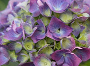 - Hydrangea macrophylla 'L.A. Dreamin’ Hydrangea - Mr Maple │ Buy Japanese Maple Trees