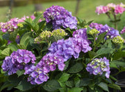 - Hydrangea macrophylla 'L.A. Dreamin’ Hydrangea - Mr Maple │ Buy Japanese Maple Trees