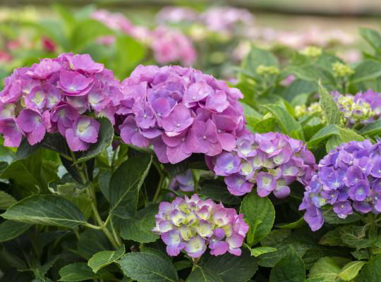 - Hydrangea macrophylla 'L.A. Dreamin’ Hydrangea - Mr Maple │ Buy Japanese Maple Trees