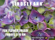 - Hydrangea macrophylla 'L.A. Dreamin’ Hydrangea - Mr Maple │ Buy Japanese Maple Trees