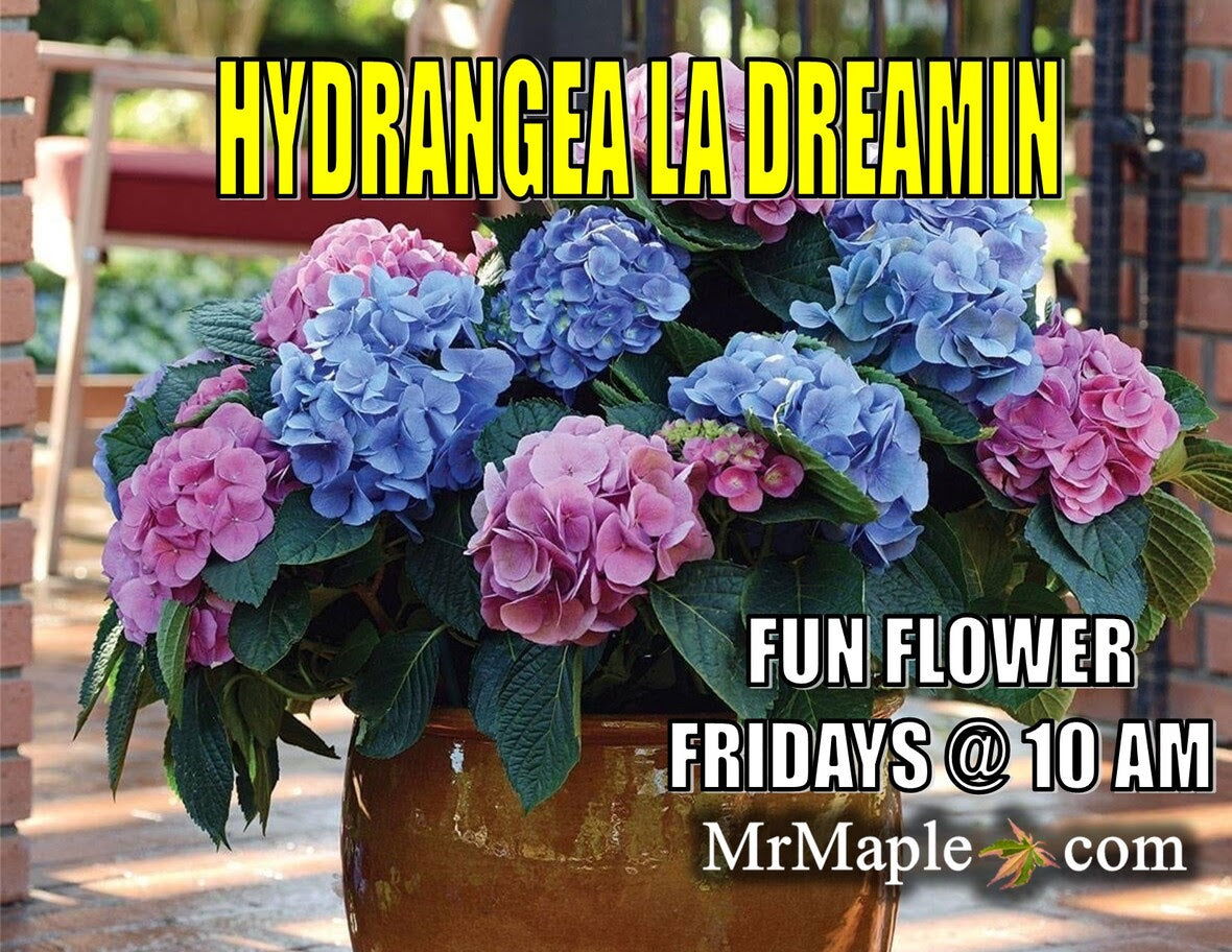 Buy Hydrangea macrophylla 'Lindsey Ann' L.A. Dreamin® Hydrangea