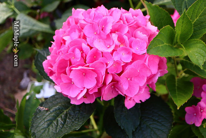 - Hydrangea macrophylla 'L.A. Dreamin’ Hydrangea - Mr Maple │ Buy Japanese Maple Trees