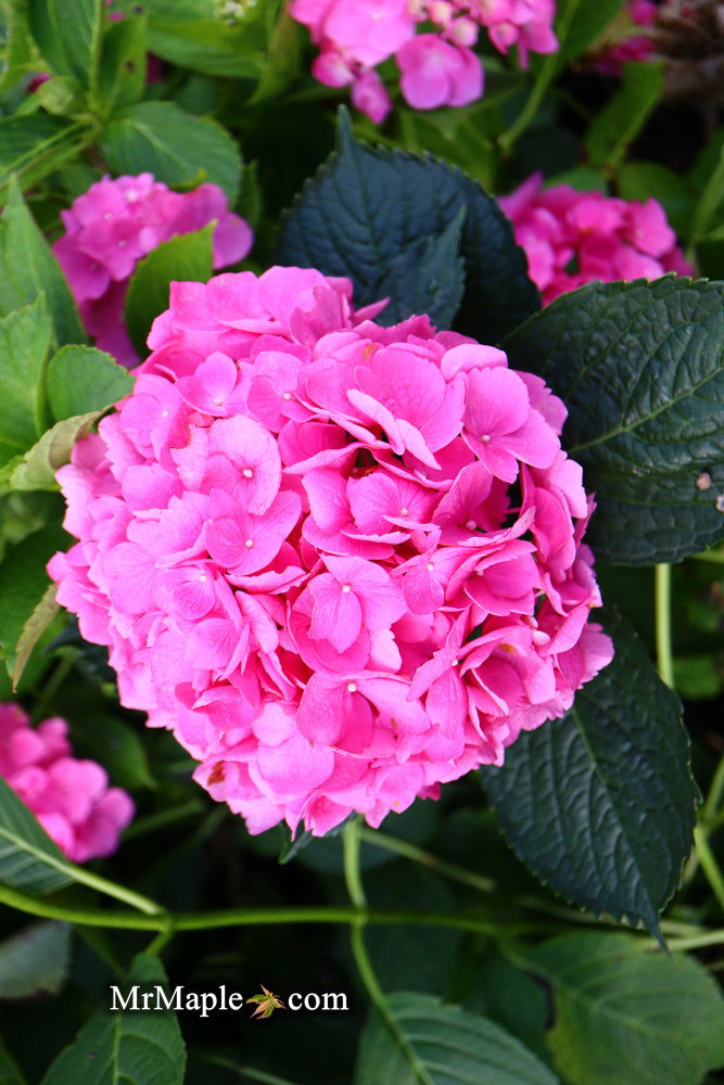 - Hydrangea macrophylla 'L.A. Dreamin’ Hydrangea - Mr Maple │ Buy Japanese Maple Trees