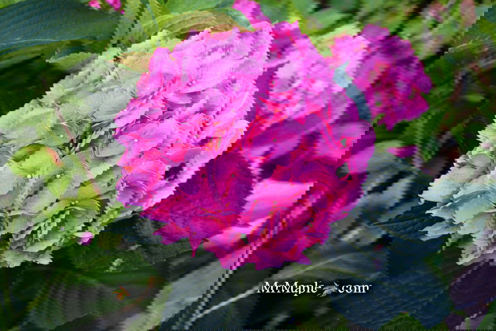 Buy Hydrangea macrophylla 'Lindsey Ann' L.A. Dreamin® Hydrangea