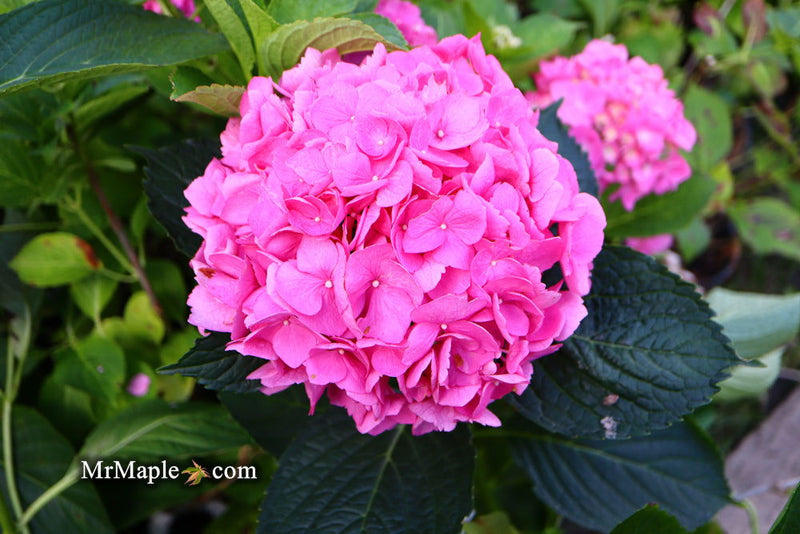 - Hydrangea macrophylla 'L.A. Dreamin’ Hydrangea - Mr Maple │ Buy Japanese Maple Trees