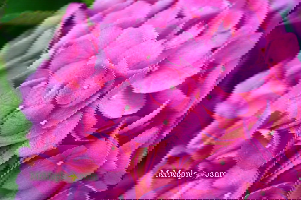 Buy Hydrangea macrophylla 'Lindsey Ann' L.A. Dreamin® Hydrangea