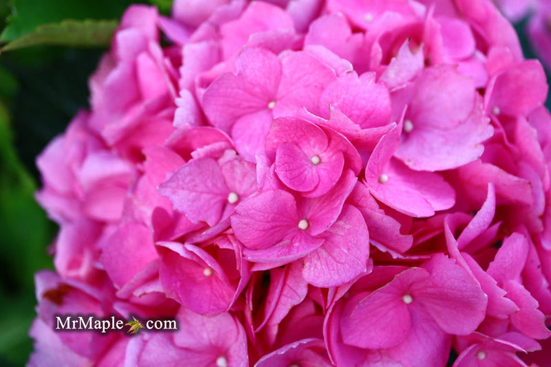 - Hydrangea macrophylla 'L.A. Dreamin’ Hydrangea - Mr Maple │ Buy Japanese Maple Trees